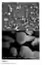 Fig. 08 - HIGH LOAD FLAVOR PARTICLES