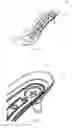 Fig. 02 - Cup-shaped shank for heeled shoes