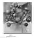 Fig. 08 - Weave Stix 2 Scalp Scratcher
