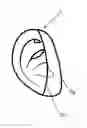 Fig. 01 - EAR PROTECTION