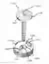 Fig. 01 - Anchors for vertebral body
