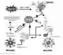 Fig. 01 - Uses of curcumin derivative