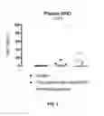 Fig. 08 - COMPOSITIONS AND METHODS FOR INHIBITING DIHYDROOROTATE DEHYDROGENASE