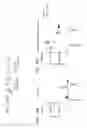 Fig. 20 - ARTIFICIAL ANTIGEN PRESENTING CELLS AND METHODS OF USE