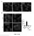 Fig. 02 - Methods and reagents for modulating macrophage phenotype