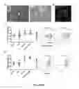 Fig. 08 - Methods and reagents for modulating macrophage phenotype
