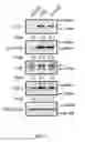 Fig. 09 - Methods and reagents for modulating macrophage phenotype