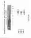 Fig. 22 - Isolation, cultivation and uses of stem/progenitor cells