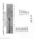 Fig. 28 - Isolation, cultivation and uses of stem/progenitor cells