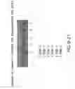 Fig. 32 - Isolation, cultivation and uses of stem/progenitor cells