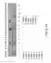 Fig. 35 - Isolation, cultivation and uses of stem/progenitor cells