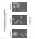 Fig. 43 - Isolation, cultivation and uses of stem/progenitor cells