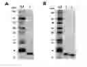 Fig. 01 - Immune modulator and vaccine composition containing the same