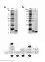Fig. 02 - Immune modulator and vaccine composition containing the same