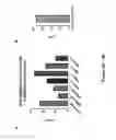 Fig. 07 - DNA ANTIBODY CONSTRUCTS FOR USE AGAINST EBOLA VIRUS