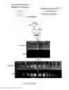 Fig. 02 - Marburgvirus consensus antigens, nucleic acid constructs and vaccines made therefrom, and methods of using same