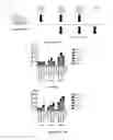 Fig. 08 - Marburgvirus consensus antigens, nucleic acid constructs and vaccines made therefrom, and methods of using same