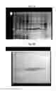 Fig. 02 - Optimized polypeptide for a subunit vaccine against avian reovirus