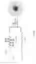 Fig. 33 - Magnetic particle conjugates, micelles, and methods of delivering agents