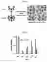 Fig. 02 - Hydrogel Compositions