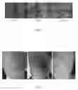Fig. 02 - Method for preserving and stabilizing proteins for formulations of sanitary, pharmaceutical and cosmetic products