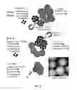 Fig. 09 - FOXC2 inhibitor and methods of use thereof