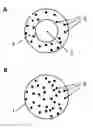 Fig. 01 - Wound dressing or dermal patch