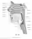 Fig. 06 - Neck strap, crown strap assembly and headgear for a breathing mask