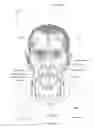 Fig. 07 - Neck strap, crown strap assembly and headgear for a breathing mask