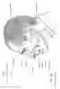 Fig. 08 - Neck strap, crown strap assembly and headgear for a breathing mask