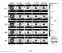 Fig. 06 - Homogeneous persistent luminescence nanocrystals and methods of preparation and application thereof
