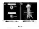 Fig. 18 - Homogeneous persistent luminescence nanocrystals and methods of preparation and application thereof