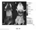 Fig. 20 - Homogeneous persistent luminescence nanocrystals and methods of preparation and application thereof