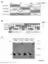 Fig. 04 - Adeno-associated-virus Rep sequences, vectors and viruses