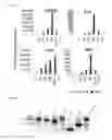 Fig. 02 - 5′-triphosphate oligoribonucleotides
