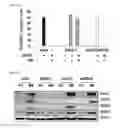 Fig. 09 - 5′-triphosphate oligoribonucleotides