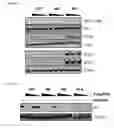 Fig. 22 - 5′-triphosphate oligoribonucleotides