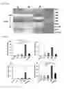 Fig. 40 - 5′-triphosphate oligoribonucleotides