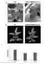 Fig. 01 - NUCLEOTIDE SEQUENCE FOR IMPROVING RESISTANCE AGAINST PLANT PATHOGENS
