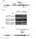 Fig. 06 - NUCLEOTIDE SEQUENCE FOR IMPROVING RESISTANCE AGAINST PLANT PATHOGENS