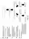 Fig. 09 - Methods and compositions for preparing nucleic acid libraries