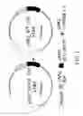Fig. 02 - Method of quantifying mutant allele burden of target gene
