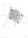 Fig. 02 - Barrel for target launching machine with retractable rod for the positioning of at least one column of targets