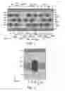 Fig. 02 - SEMICONDUCTOR MEMORY DEVICE