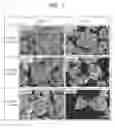 Fig. 02 - Cathode active material for lithium ion secondary batteries, method for manufacturing the same, and lithium ion secondary batteries including the same
