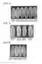 Fig. 03 - METHOD FOR MANUFACTURING MODIFIED GLUTEN
