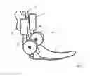 Fig. 05 - Ankle foot orthosis