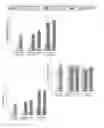 Fig. 06 - Particulate coated hydrogel microparticles