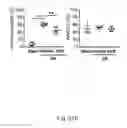 Fig. 08 - METHOD AND KIT FOR MYOCARDIAL REPERFUSION, AND METHOD FOR ATTENUATING OR REDUCING MYOCARDIAL REPERFUSION INJURY
