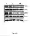 Fig. 20 - METHOD AND KIT FOR MYOCARDIAL REPERFUSION, AND METHOD FOR ATTENUATING OR REDUCING MYOCARDIAL REPERFUSION INJURY